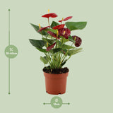 Anthurium Calon In Transparant Sleeve
