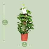 Epipremnum Pinnatum Mosstok Scindapsus