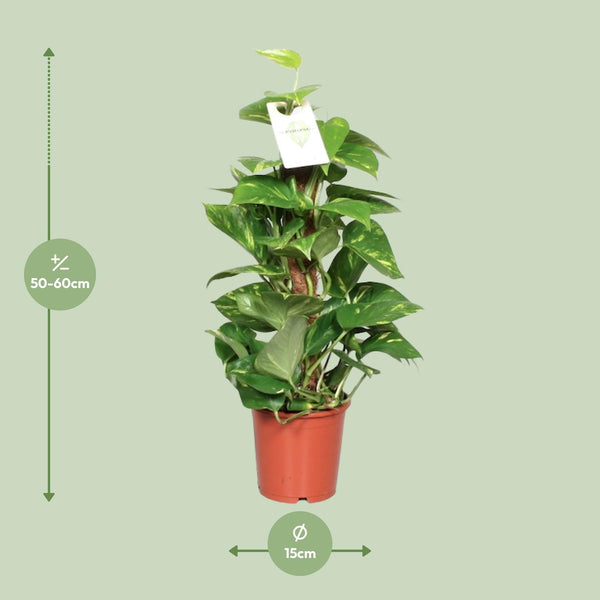 Epipremnum Pinnatum Mosstok Scindapsus