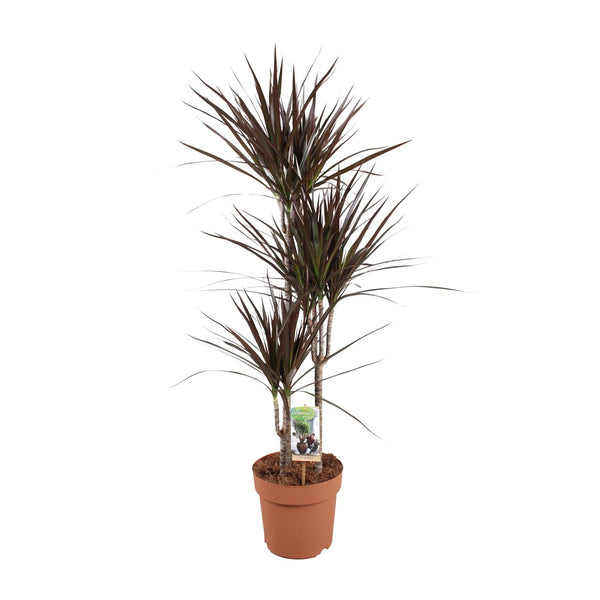 Dracaena Magenta