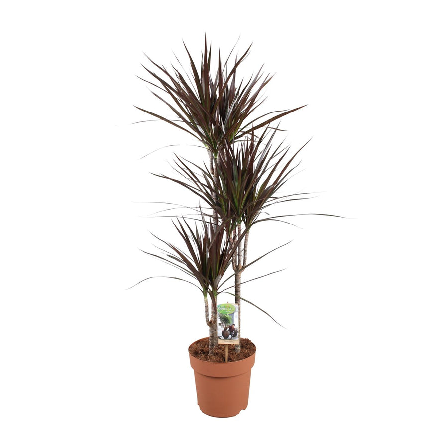 Dracaena Magenta