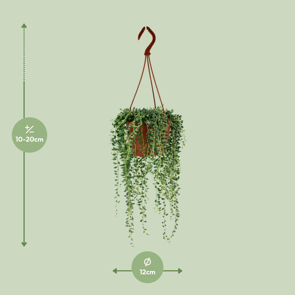 Senecio Herreianus