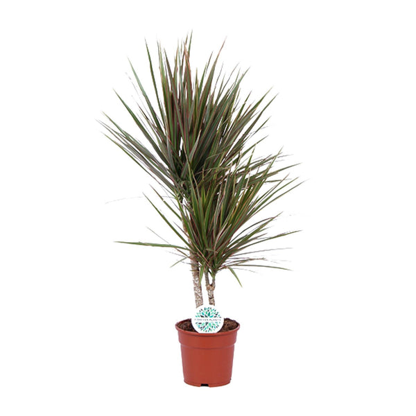 Dracaena Bicolor