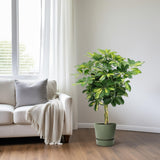 Schefflera Arboricola Gold Capella