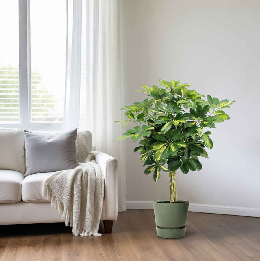 Schefflera Arboricola Gold Capella