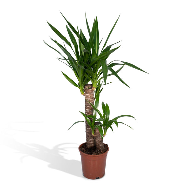 Yucca Elephantipes