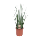 Sansevieria Mikado