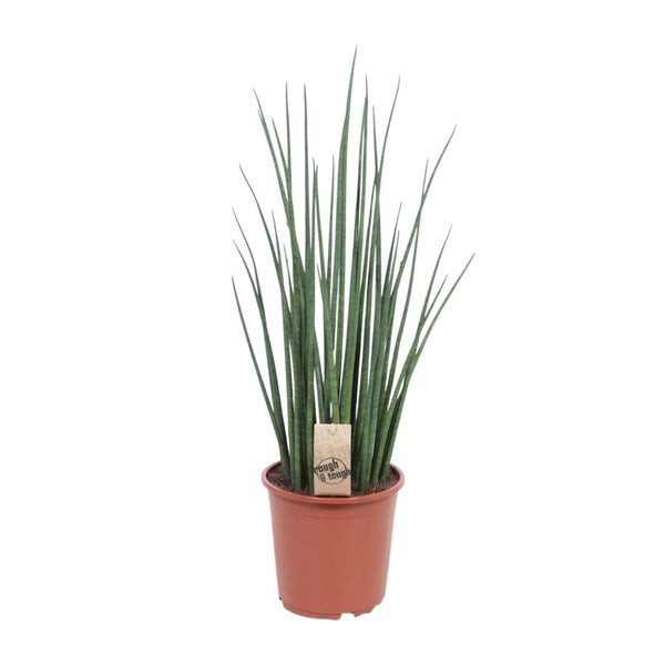 Sansevieria Mikado