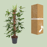 Philodendron Pedatum