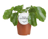 Pilea Sugar