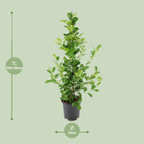 Ficus microcarpa Moclame