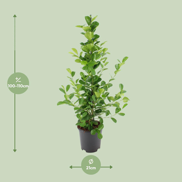 Ficus microcarpa Moclame