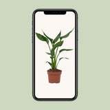 Strelitzia Reginae