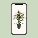 Ficus Binnendijkii Amstel King