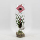 Tillandsia Cyanea
