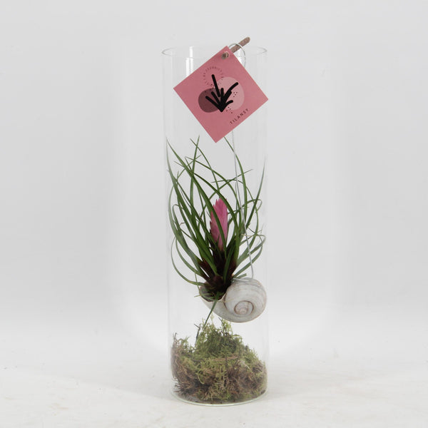 Tillandsia Cyanea