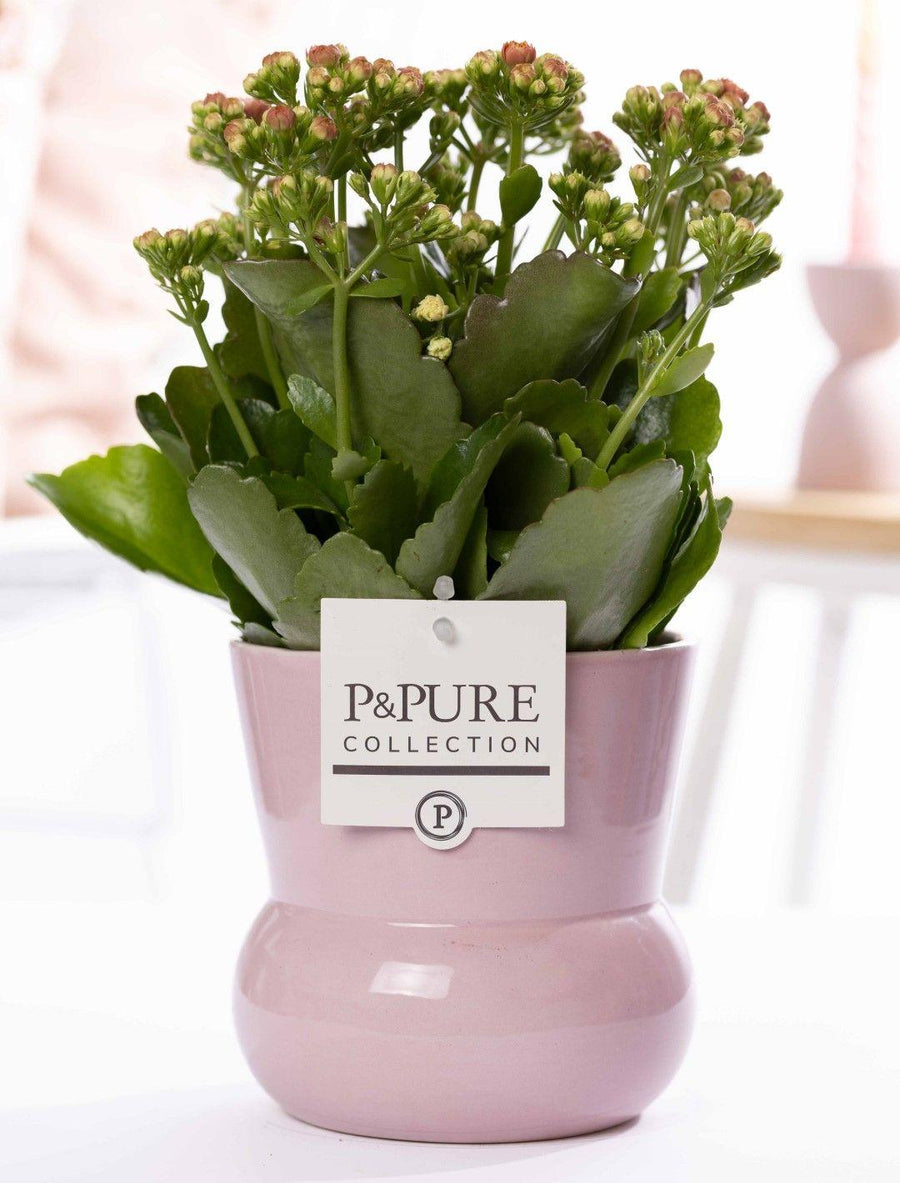 Kalanchoe Pink In P&PURE Plant Vase Maxima Pink