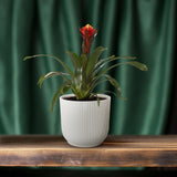Guzmania Happiness