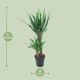 Yucca Elephantipes