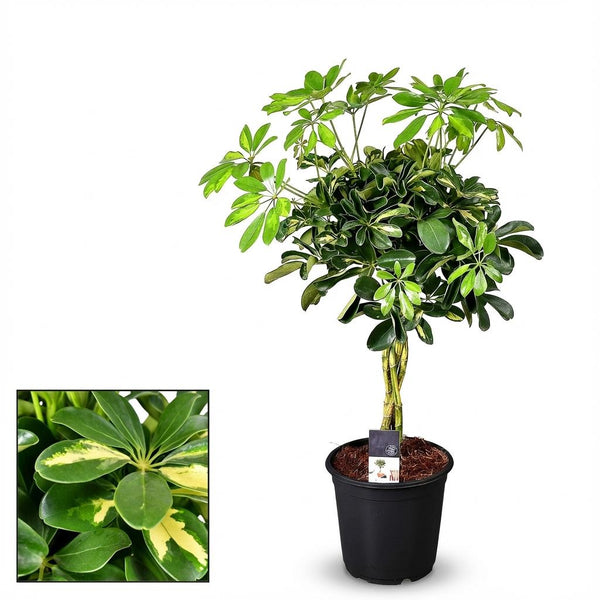 Schefflera Gold Capella