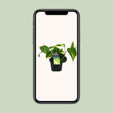 Philondendron Brasil Scandens