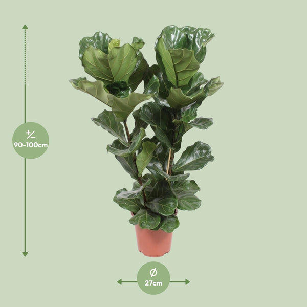 Ficus Lyrata