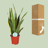 Sansevieria Trifasciata Laurentii