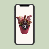 Sarracenia