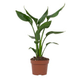 Strelitzia Reginae
