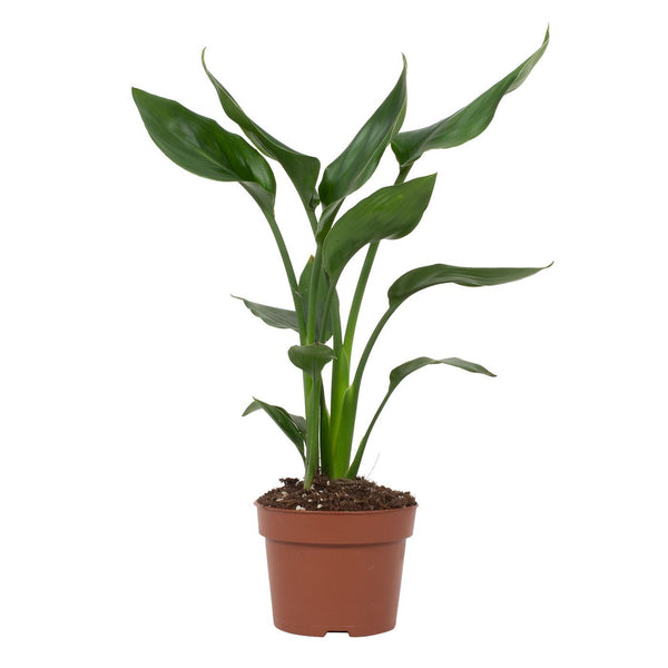 Strelitzia Reginae