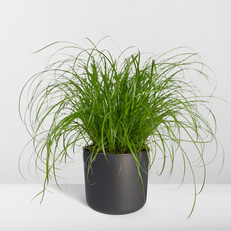 Cyperus Alternifolius - Cat grass