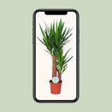 Yucca