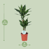 Dracaena Janet Lind