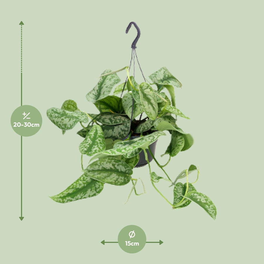 Scindapsus Pictus Trebie