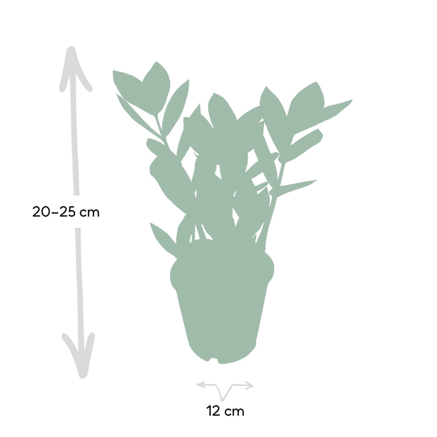 Zamioculcas