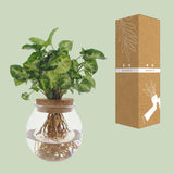 Syngonium Pixie