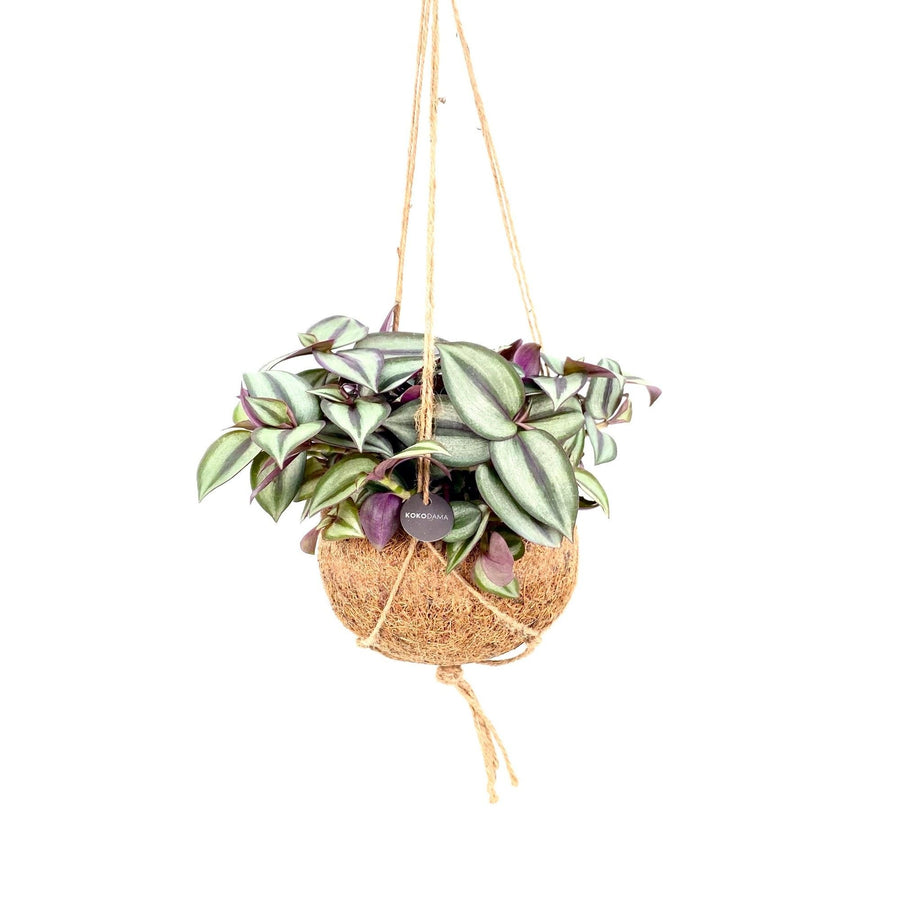 Kokodama Tradescantia zebrina hangend - Ø15 cm
