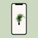 Dypsis Lutescens