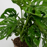 2x Monstera Monkey Leaf - Gatenplant