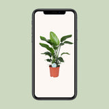 Strelitzia Nicolai