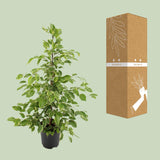 Ficus benjamina Goldenking