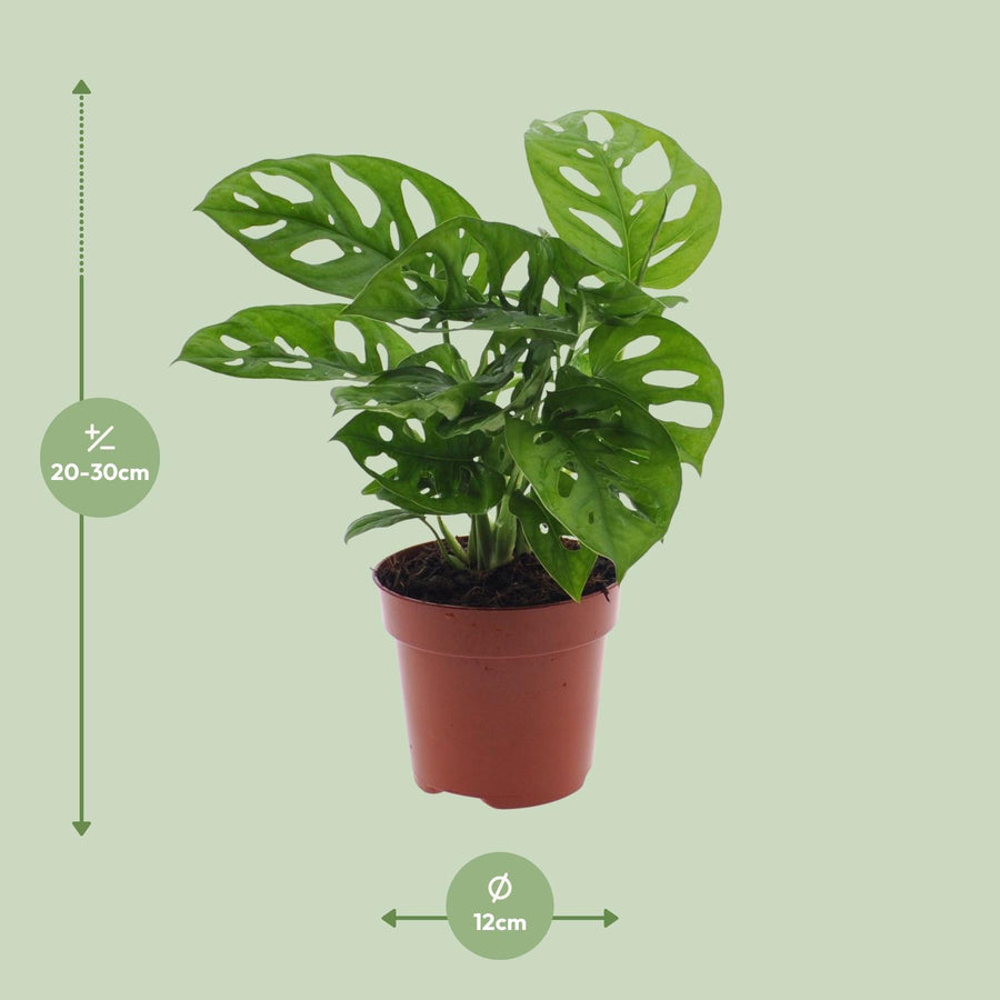 Monstera Monkey Leaf (Gatenplant)