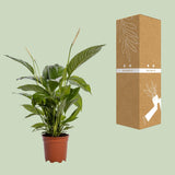 Spathiphyllum Bingo Cupido