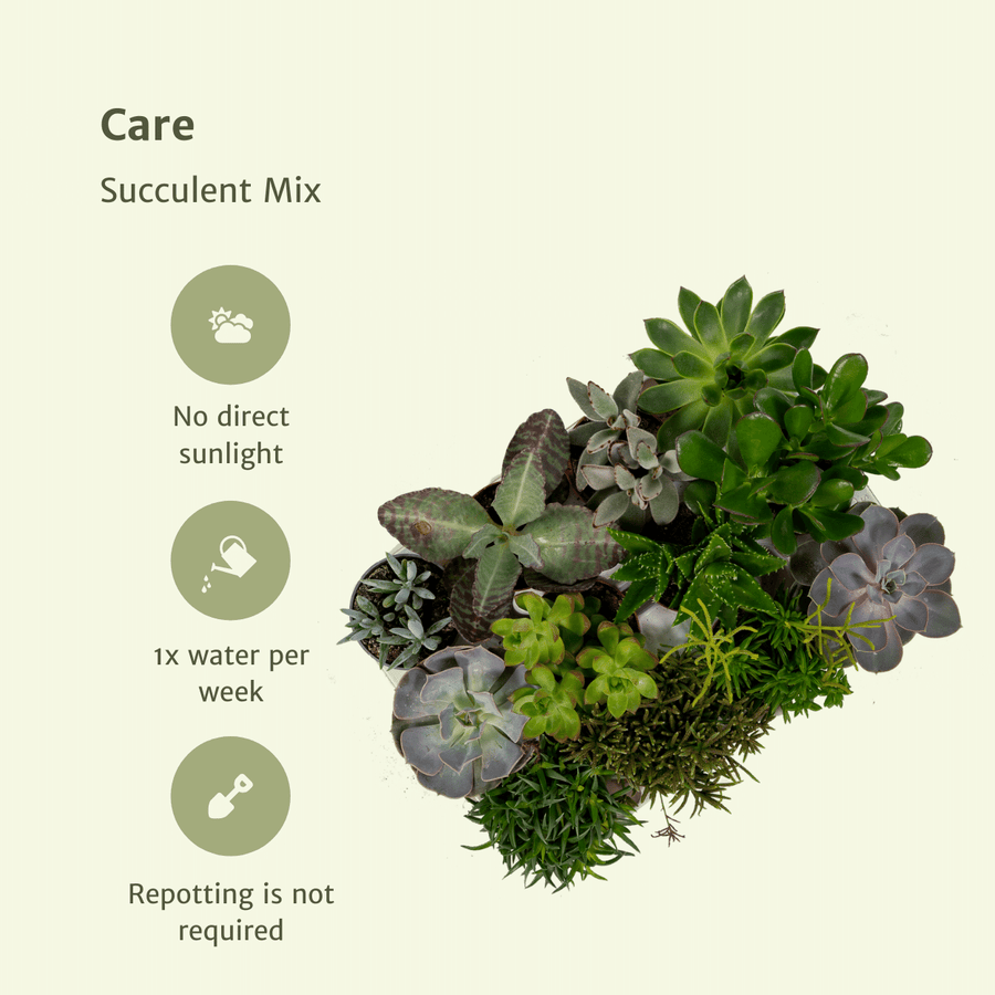 Succulent Mix, 18 stuks