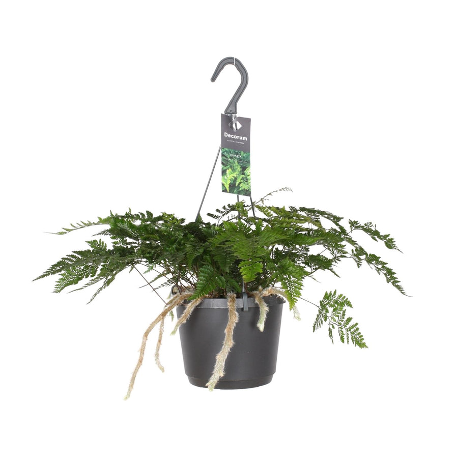 Davallia Bullata