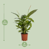 Spathiphyllum Bingo Cupido