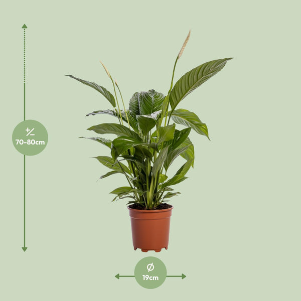 Spathiphyllum Bingo Cupido
