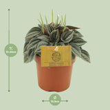 Peperomia Napoli Nights