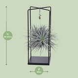 Tillandsia Mix 1 piece
