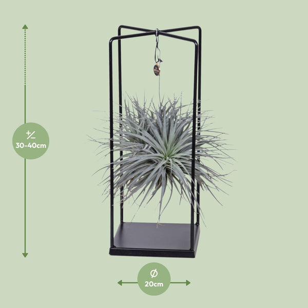 Tillandsia Mix 1 piece